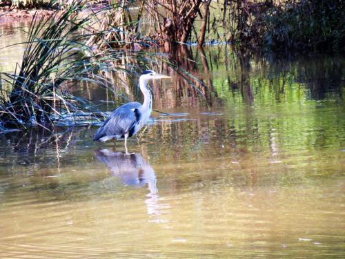 4.-Heron-in-Hankridge-Water-Park-2