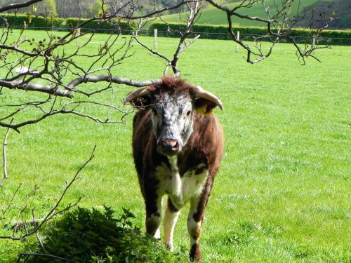 4.-Longhorn-Cattle-by-Dunster-Castle-2