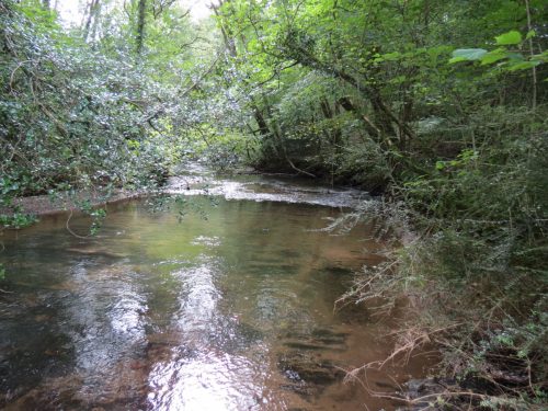 4.-Looking-downstream-to-lower-weir-Muzzy-Grove-Copse