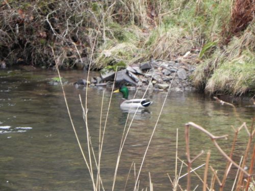 4.-Male-Mallard-on-Weir-Water