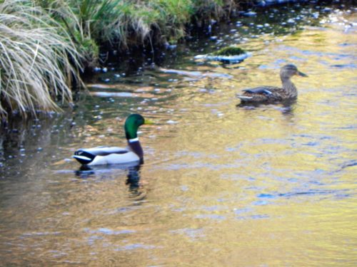 4.-Mallards-on-Chalk-Water-2