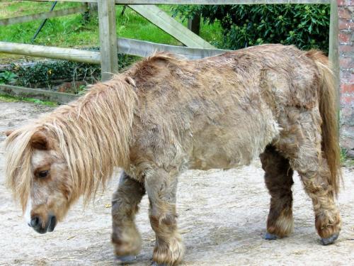 4.-Miniature-pony-by-Stawley-Mill-2