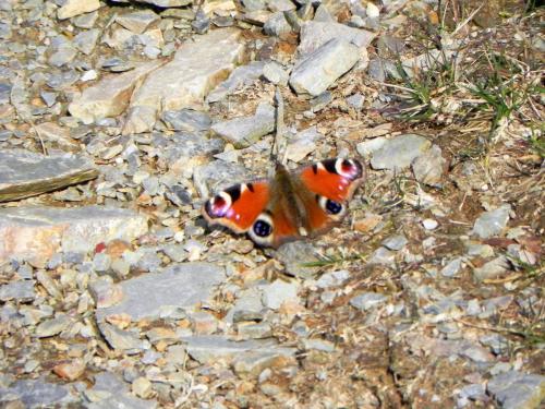 4.-Red-Amiral-Butterfly-near-Cornham-Ford-2