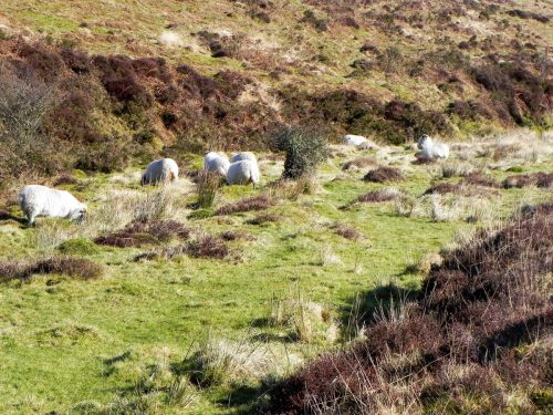 4.-Sheep-above-Hoccombe-Water-2