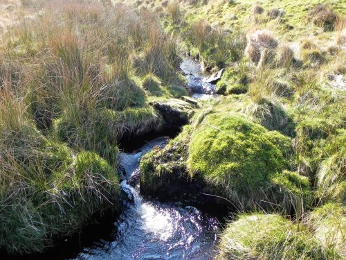4.-The-early-stream-2 (1) (1) (1)