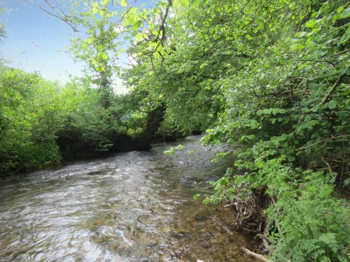4.-Upstream-from-Weir-Bridge-14