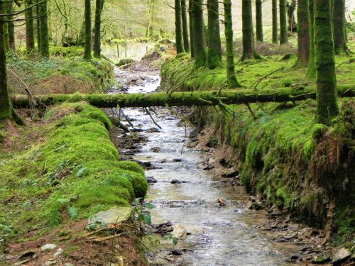 40.-A-natural-bridge-Beatland-Plantation-2