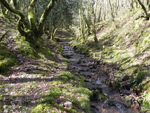 40.-Flowing-through-Bromham-Wood