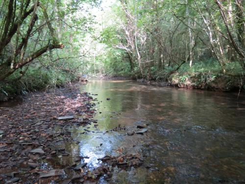 40.-Flowing-through-Weir-Copse