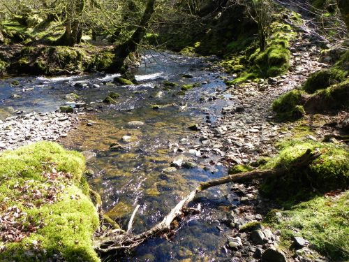 40.-Stream-from-Molland-Common-joins-Danes-Brook-2