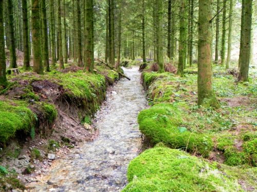 41.-Flowing-through-Beatland-Plantation-2