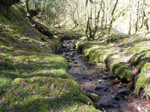 41.-Flowing-through-Bromham-Wood