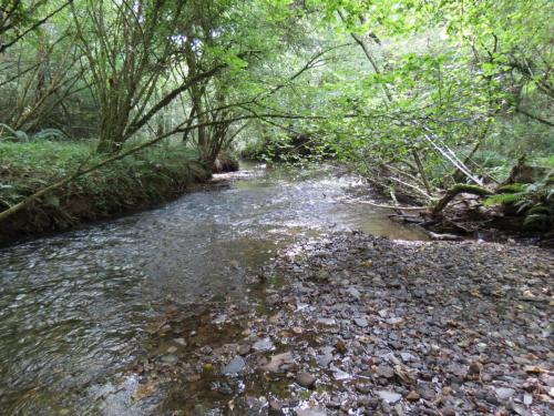 41.-Flowing-through-Burridges-Copse