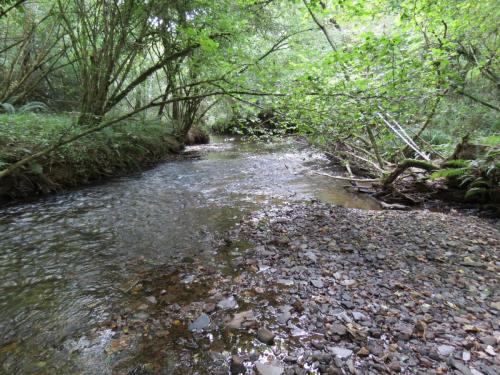 42.-Flowing-through-Burridges-Copse