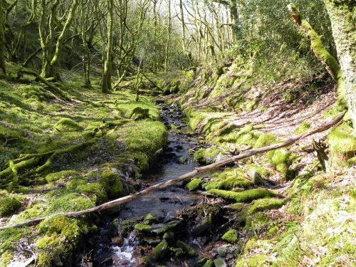 43.-Flowing-through-Bromham-Wood-2