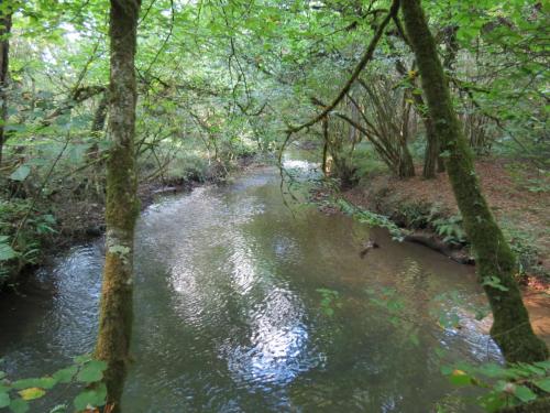 43.-Flowing-through-Burridges-Copse