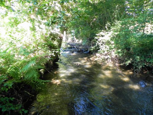 43.-Upstream-from-The-Barton-Footbridge-2