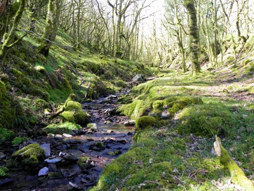 44.-Flowing-through-Bromham-Wood-2