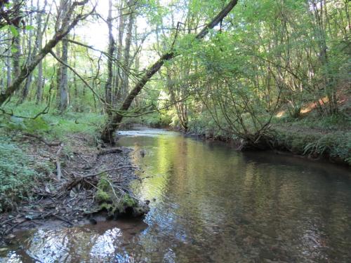 44.-Flowing-through-Burridges-Copse