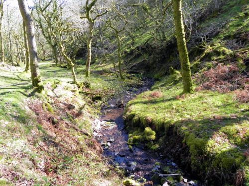 45.-Flowing-through-Bromham-Wood-2