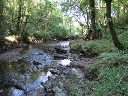 45.-Flowing-through-Burridges-Copse