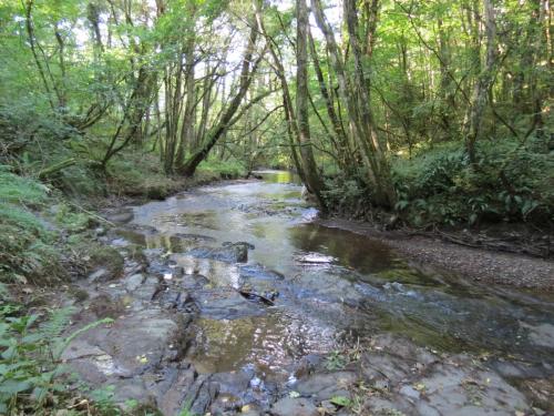 46.-Flowing-through-Burridges-Copse