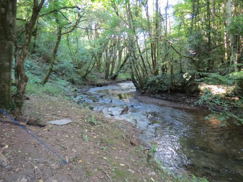 47.-Flowing-through-Burridges-Copse