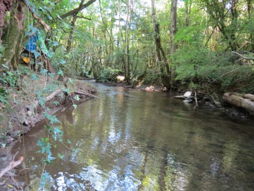 49.-Flowing-through-Burridges-Copse