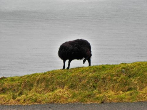 5.-Black-sheep-Lynmouth-2