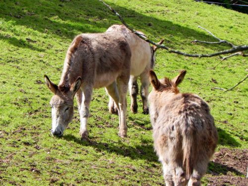 5.-Donkeys-near-River-Avill-Dunster-2