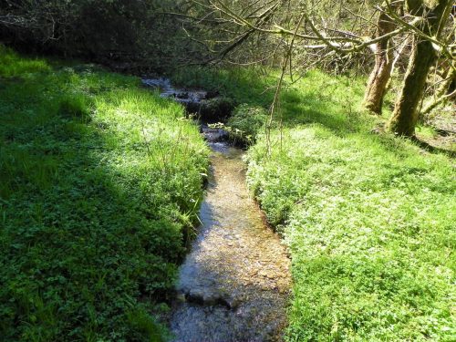 5.-Flowing-through-Colyhill-Wood-3