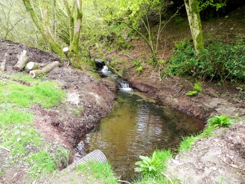 5.-Flowing-through-Colyhill-Wood-3 (1)