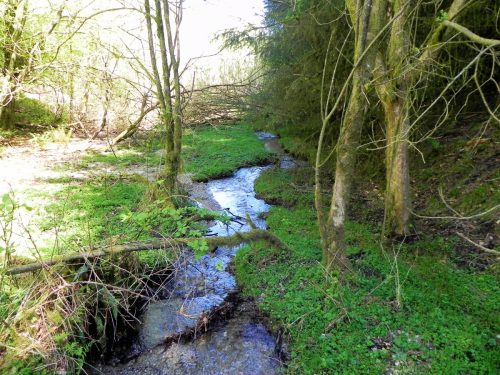 5.-Flowing-through-Colyhill-Wood-4