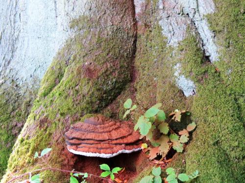 5.-Fungi-on-tree-above-River-Tone-near-Lower-Beverton-2