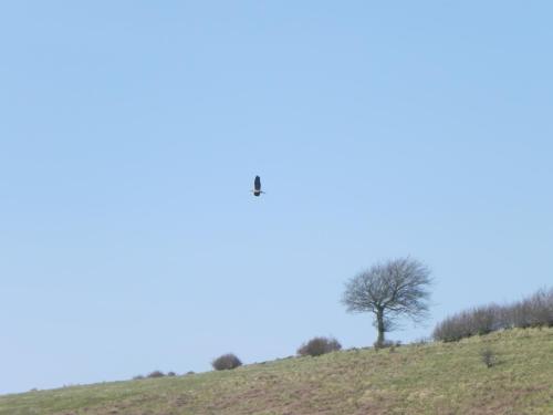 5.-Heron-above-Barle-near-Cornham