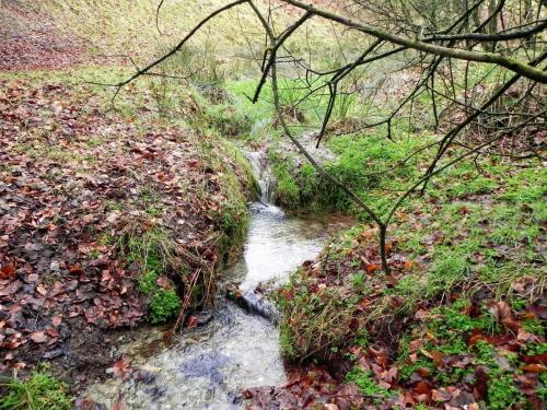 5.-Just-20-metres-from-spring-a-real-stream-2