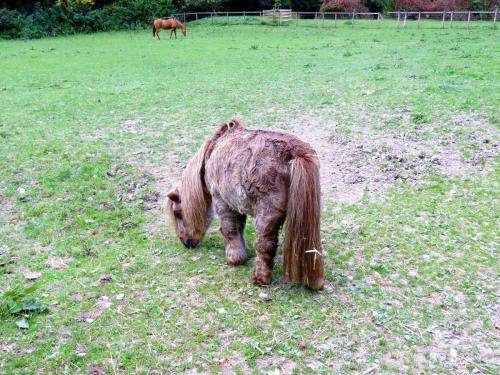 5.-Miniature-pony-by-Stawley-Mill-2