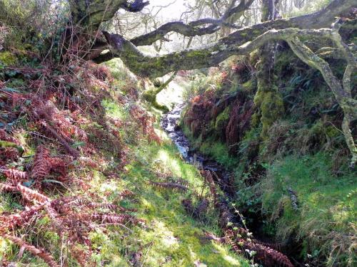 5.-The-early-stream-2 (1)