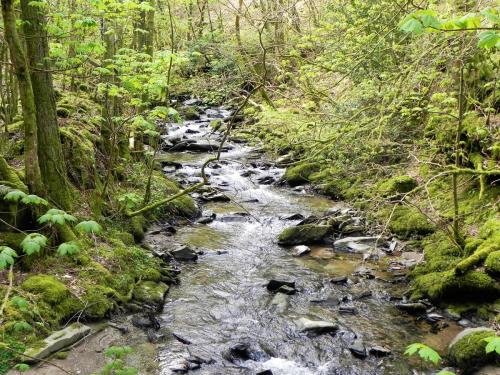 50.-Looking-upstream-from-Heddon-Valley-ROW-bridge-A-2