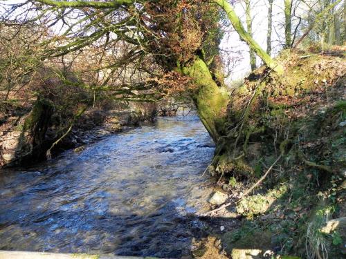 51.-Upstream-from-Ford-near-Honeywell-Plantation-2