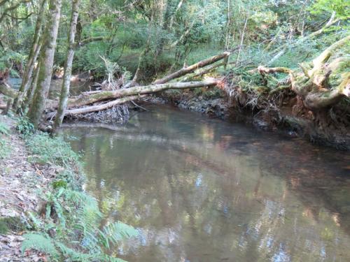 52.-Flowing-through-Burridges-Copse