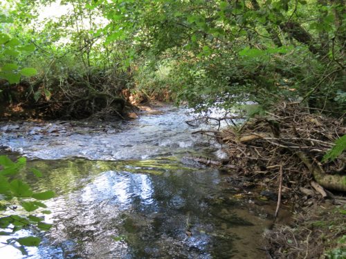 53.-Flowing-through-Burridges-Copse