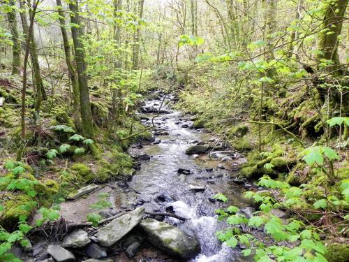 54.-Downstream-from-Heddon-Valley-ROW-bridge-A-2