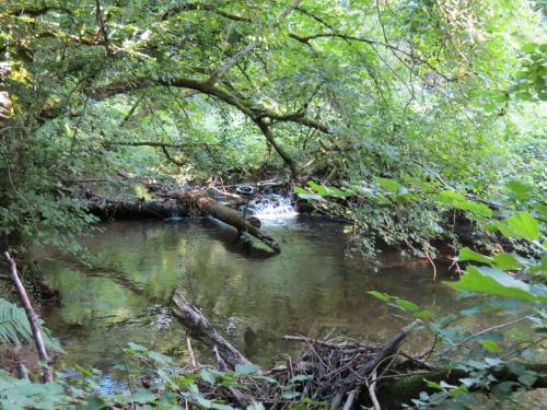 54.-Flowing-through-Burridges-Copse