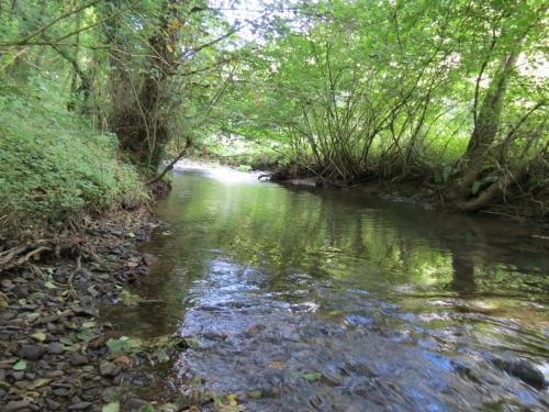 55.-Flowing-through-Burridges-Copse