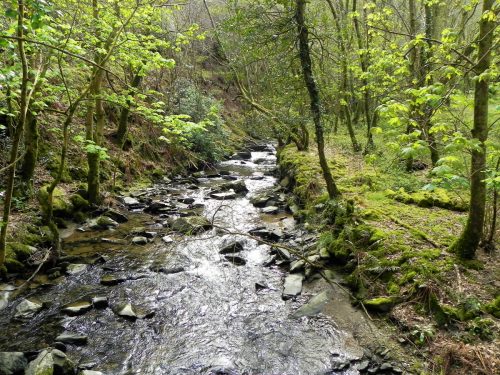 55.-Looking-upstream-from-Heddon-Valley-ROW-bridge-B-2