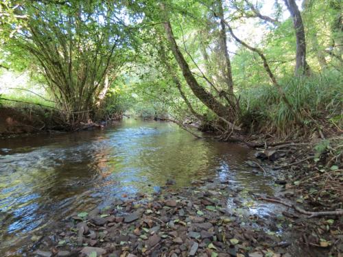 56.-Flowing-through-Burridges-Copse