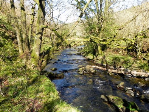 58.-Flowing-past-Shircombe-Brake-2