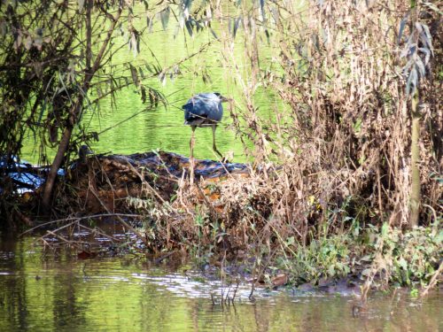 5a.-Heron-in-Hankridge-Water-Park-2