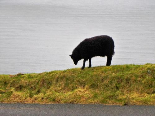 6.-Black-sheep-Lynmouth-2